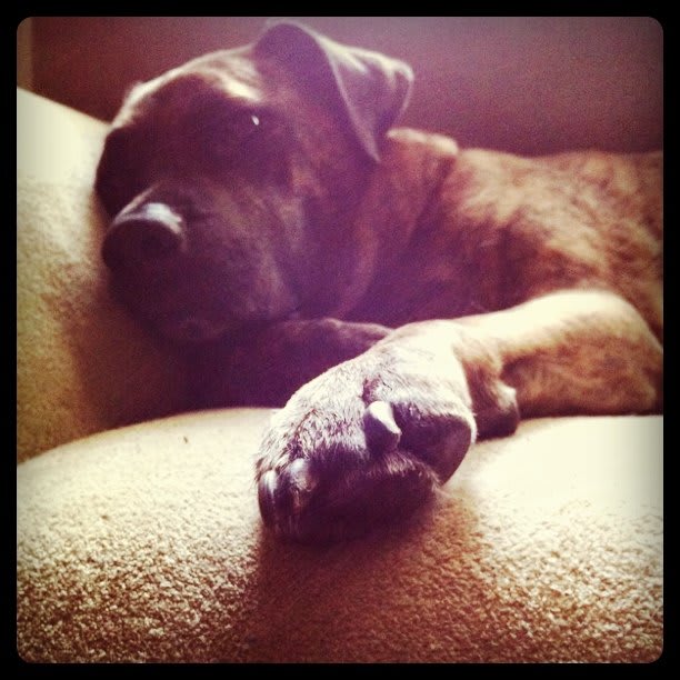 Lazy bones