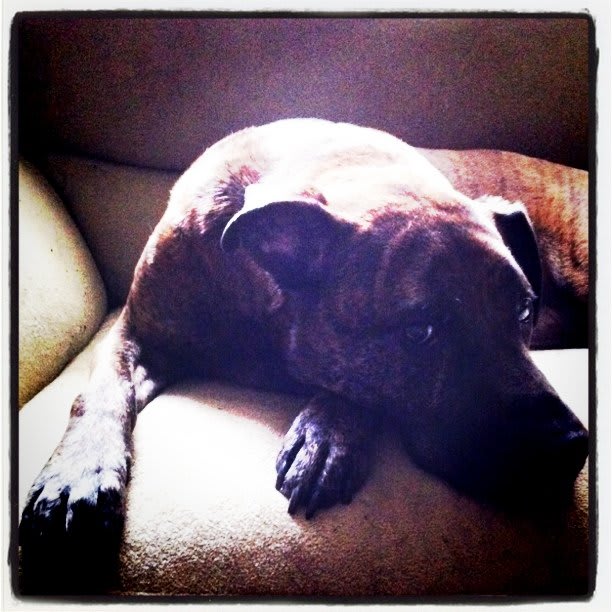 Poser