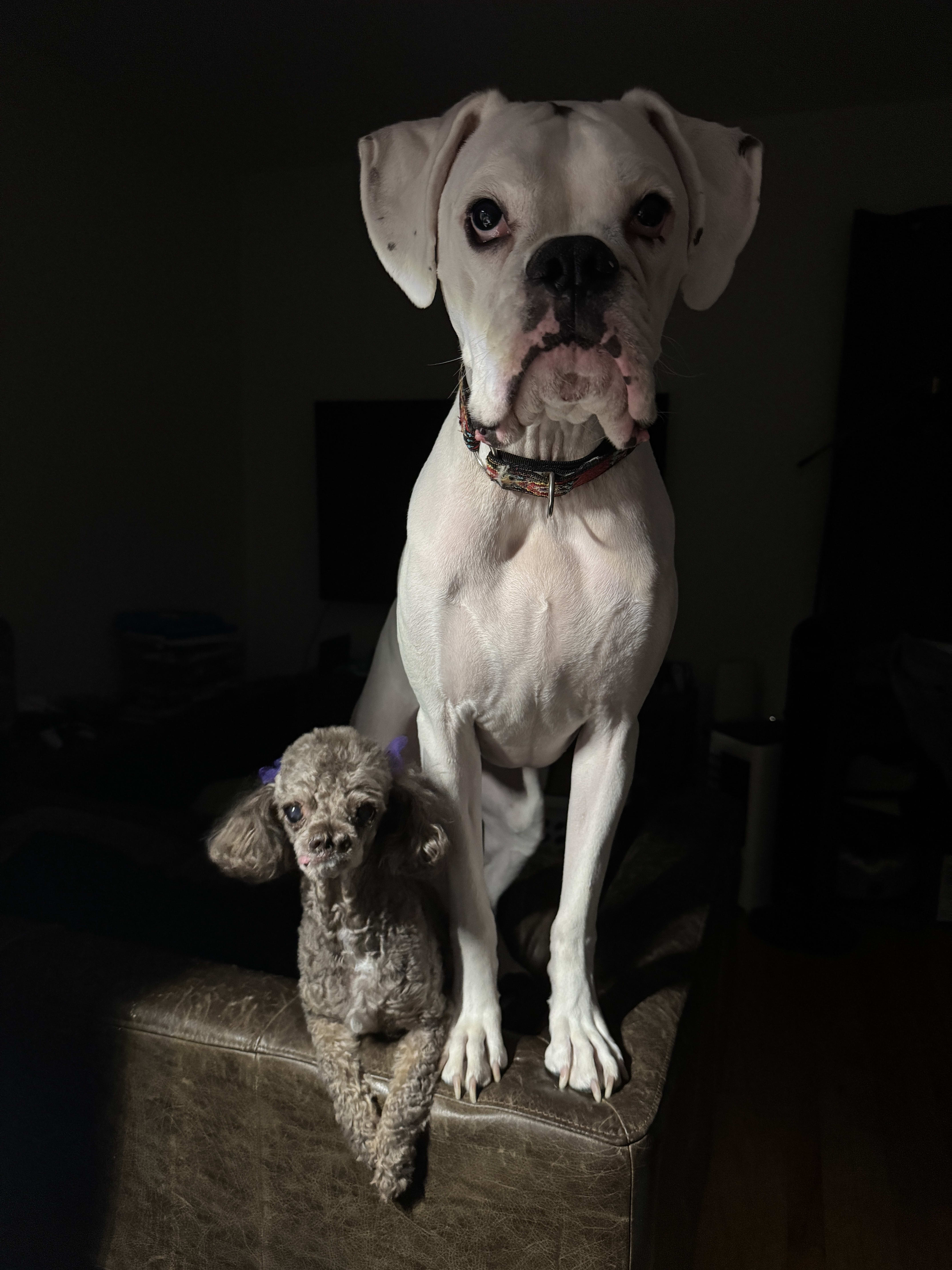 Dog noir