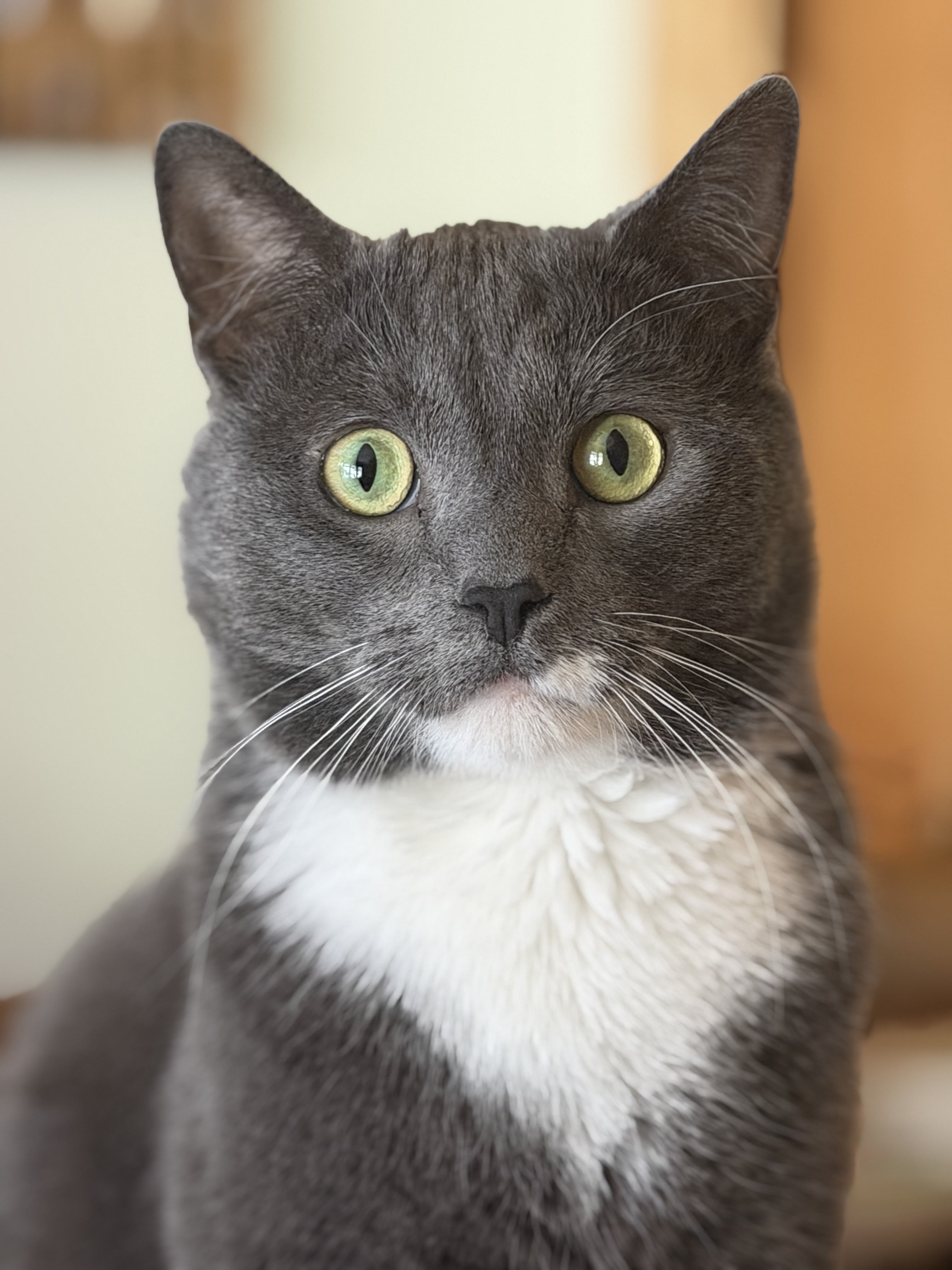 A grey cat with green eyes and a white patch on this chin and chest.