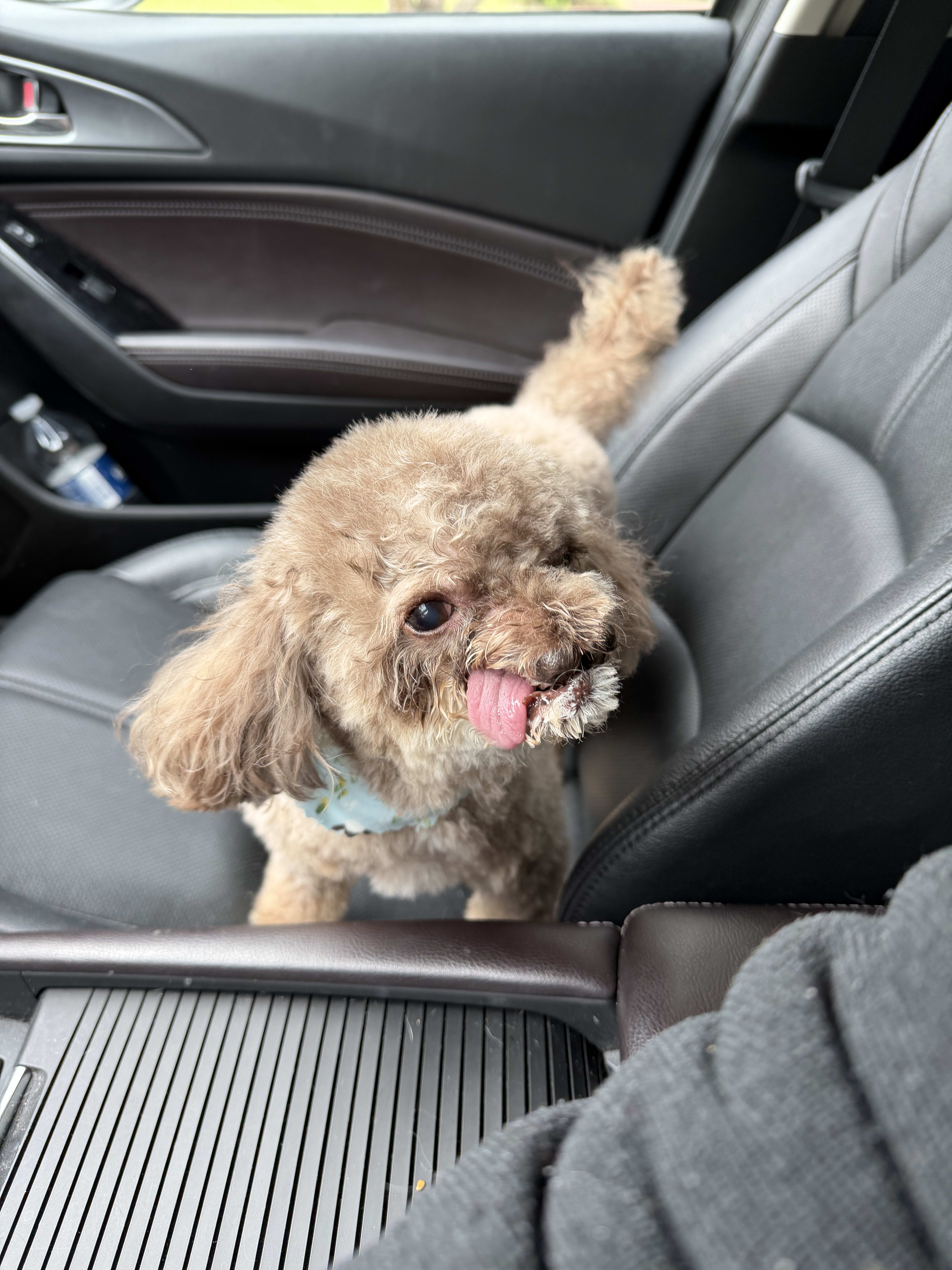 Emily, a gray labradoodle sits in the passenger seat of a car with her tongue derped out to the side.