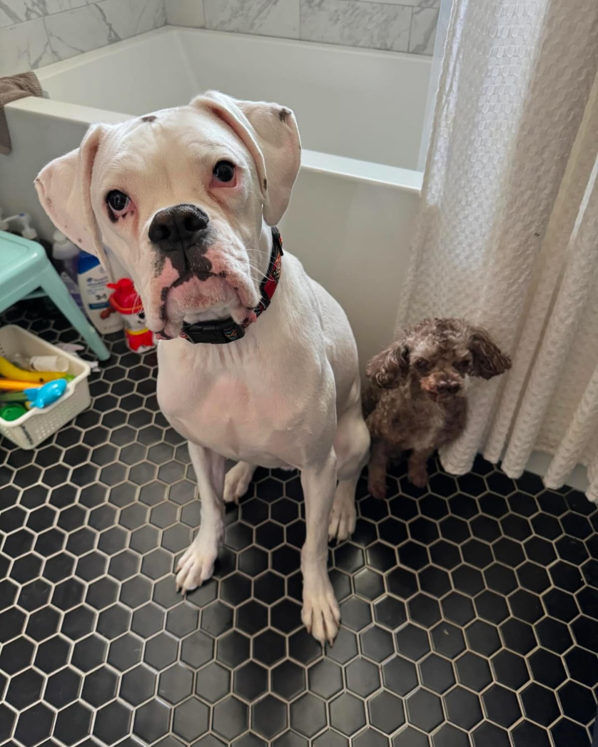These two follow me everywhere.