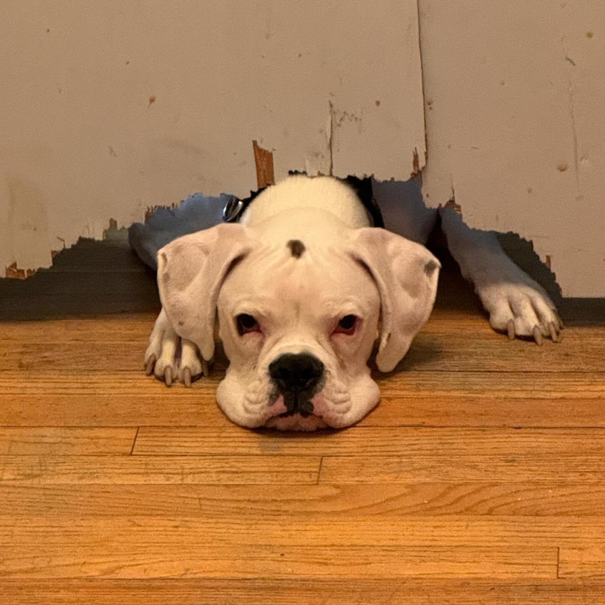His head now fully fits under the door. 🤦🏻‍♂️