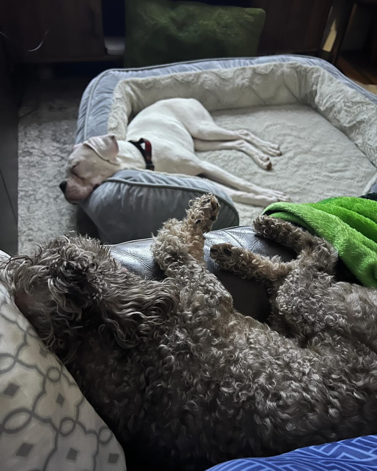 Mario is loving his new bed. Slowly starting to feel at home. ❤️