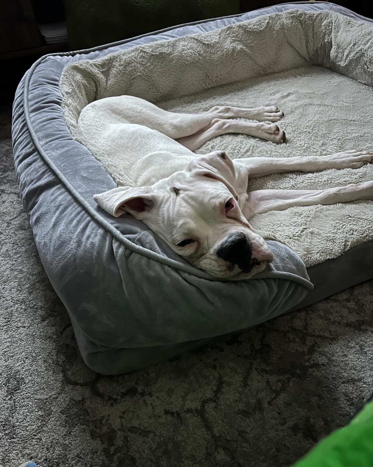 Mario is loving his new bed. Slowly starting to feel at home. ❤️