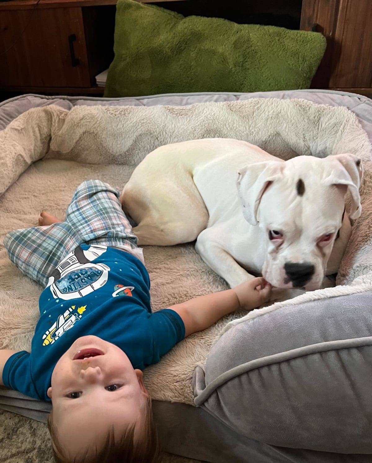 Mario is loving his new bed. Slowly starting to feel at home. ❤️