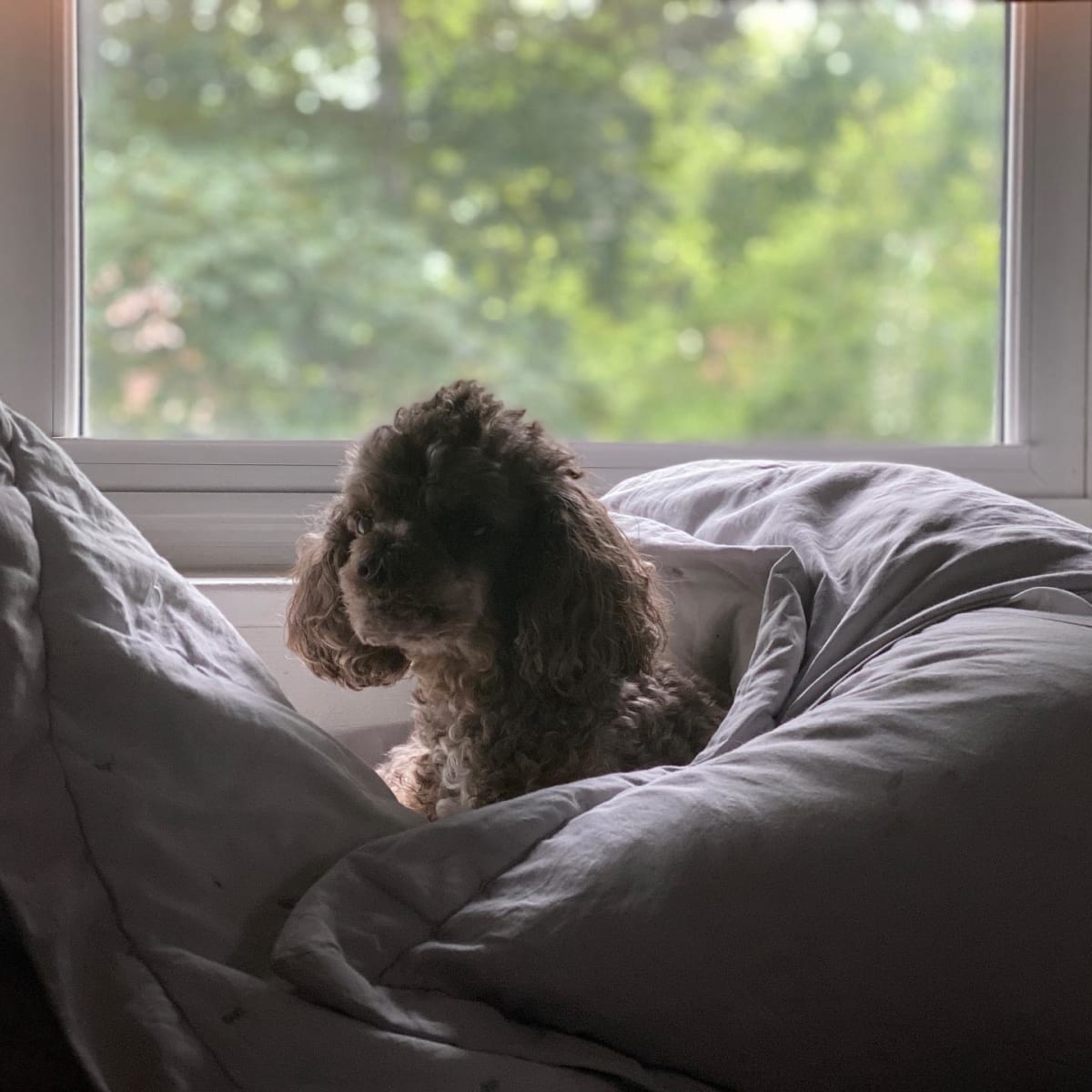 pillow queen