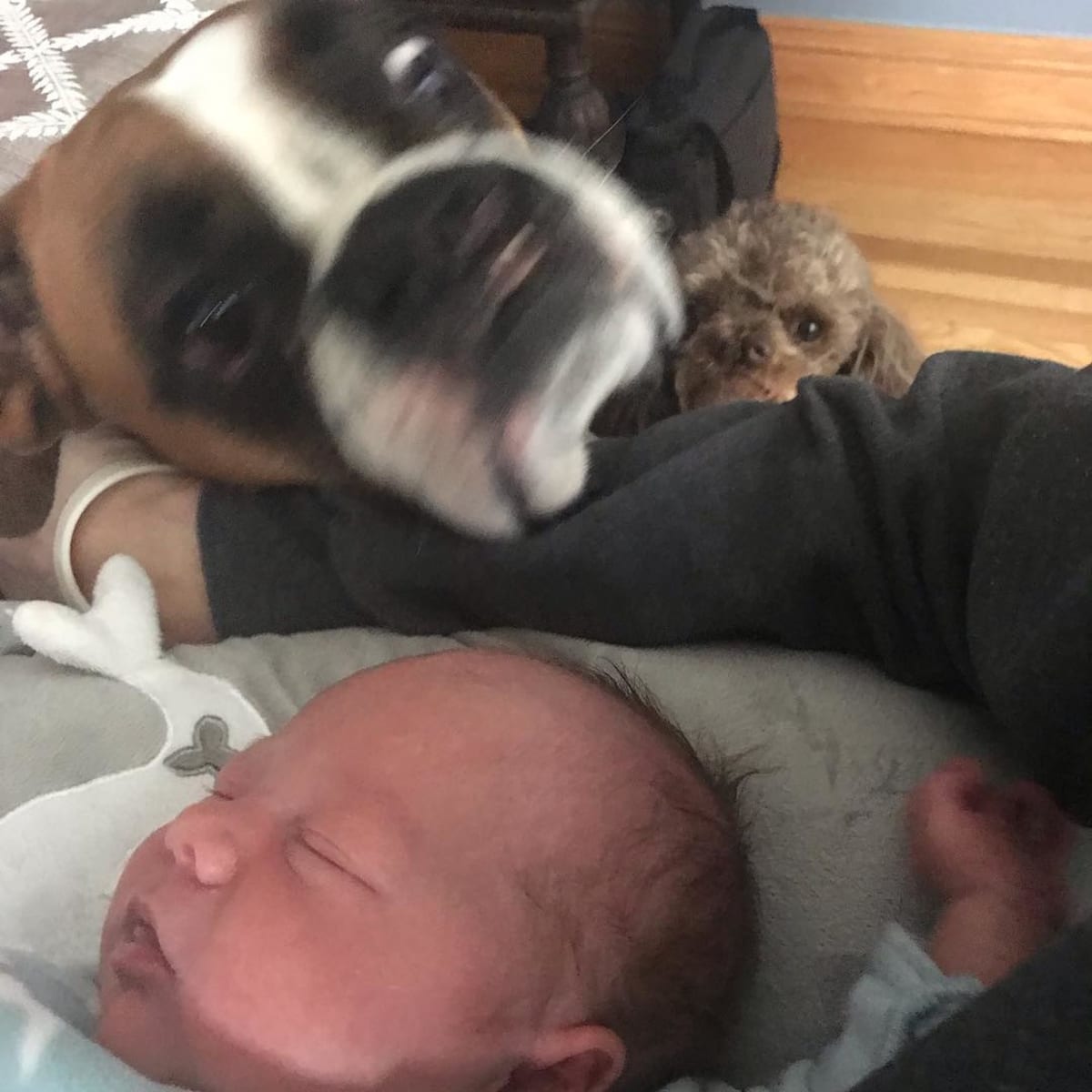The dogs are constantly up in Ryan's business.