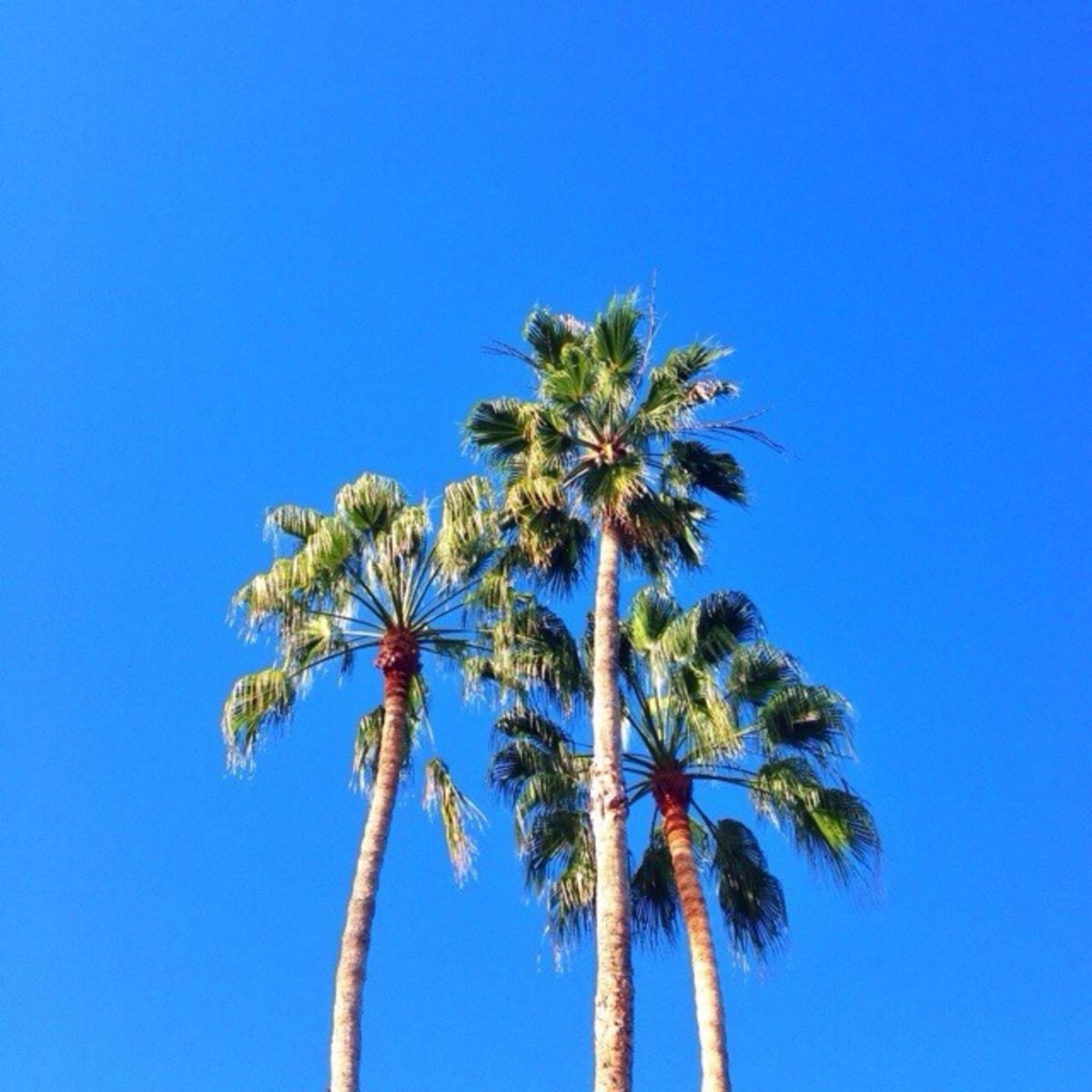 Palms
