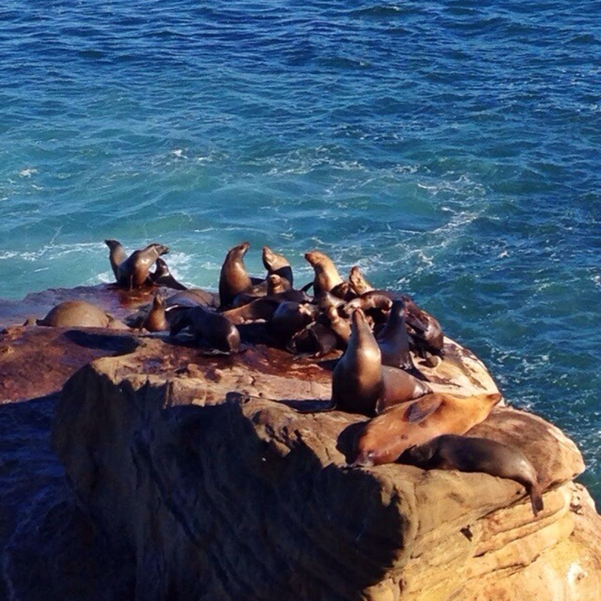 Seals