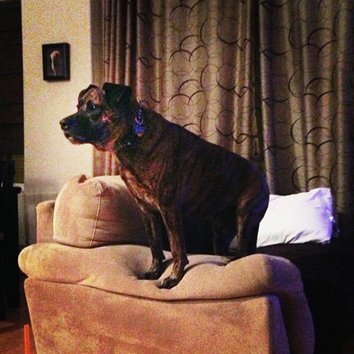 Watchdog