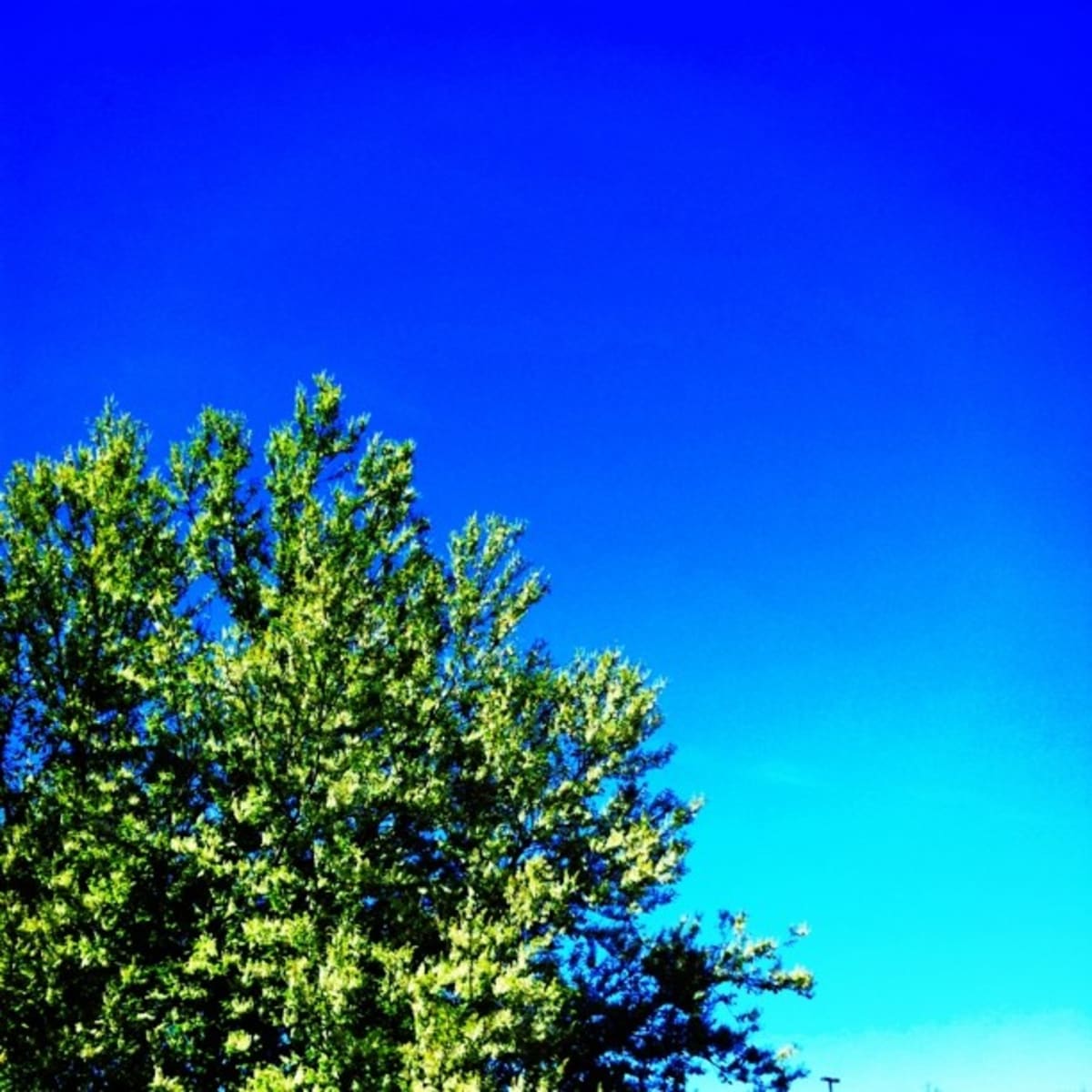Treetop