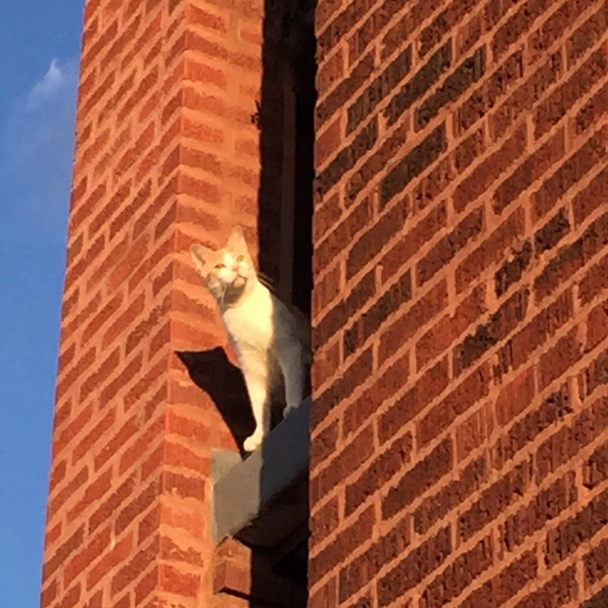 Sunset kitty