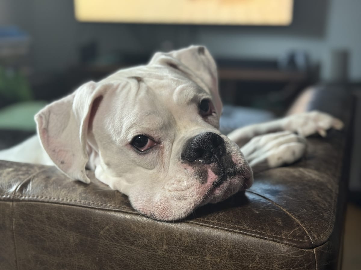 The most interesting dog in the world