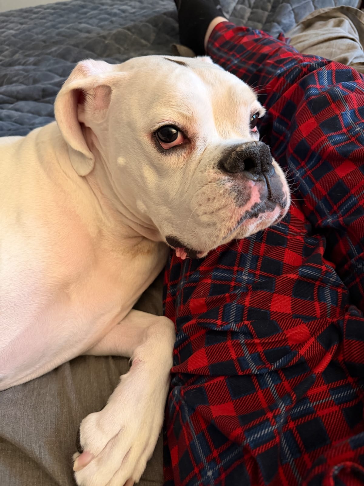 Mario laying on Mike’s leg, looking longingly at the camera.