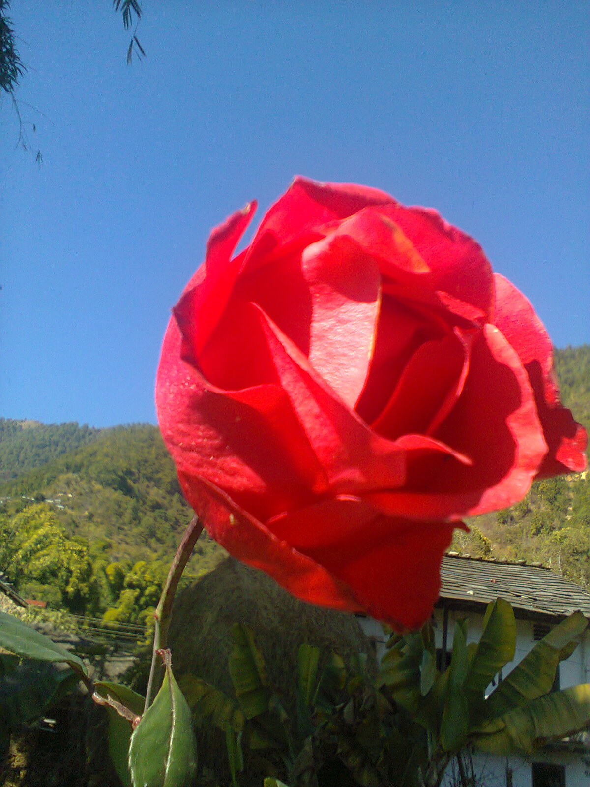 A rose vcgofk