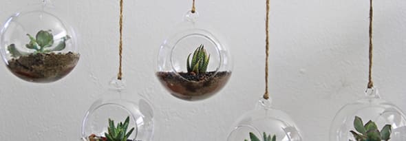 6 Trendy and Stylish Ways to Display your Succulents