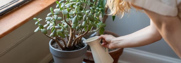 Large Indoor Plants that are Easy to Maintain