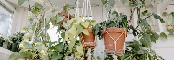 Bringing Life Indoors: Hanging Houseplants for Every Space