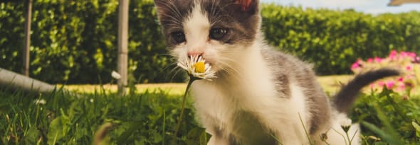 Let your furry friends sniff away: Which Flowers Are Safe for Pets?