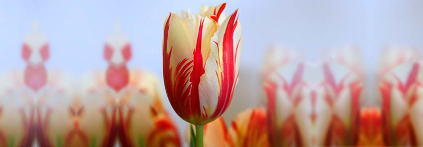 17th Century Tulips