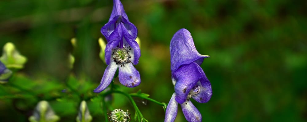 Aconite