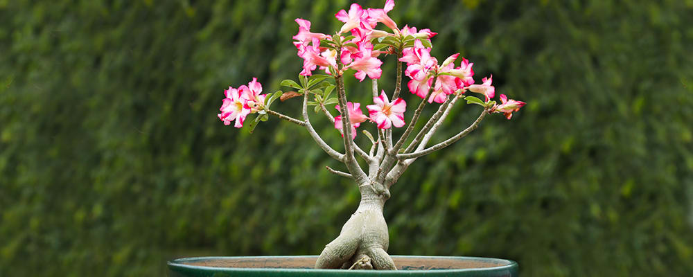 Pink Adenium Plant