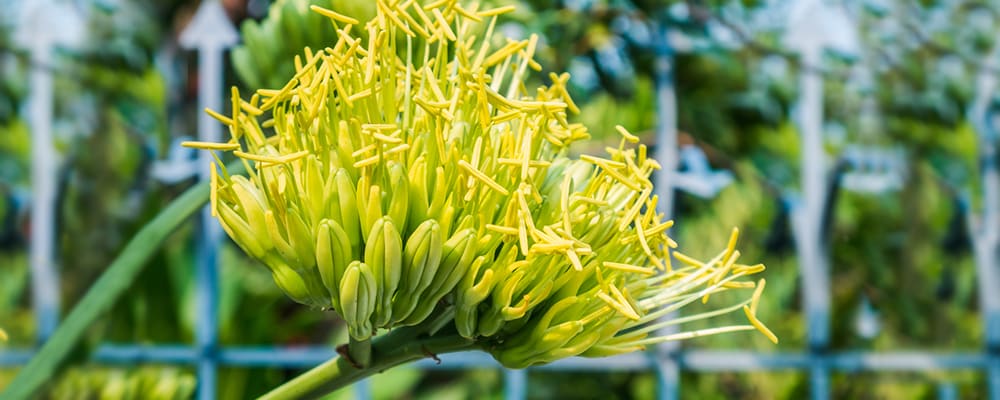 Agave Flower