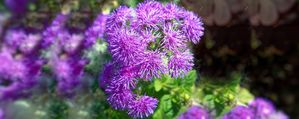 Ageratum