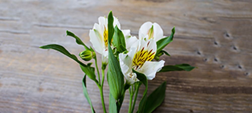 Alstroemeria