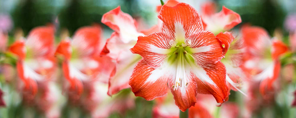 Amaryllis