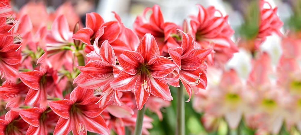 Amaryllis