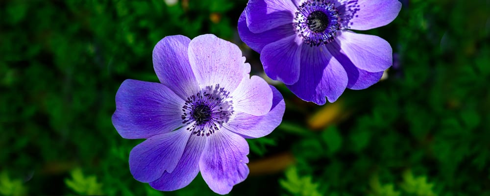 Anemone Flower