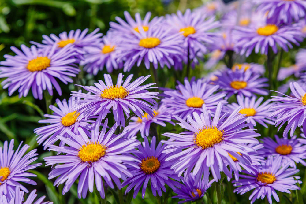 September Birth Flower, Asters