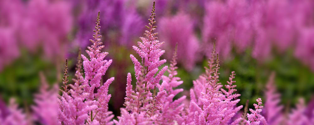 Astilbe