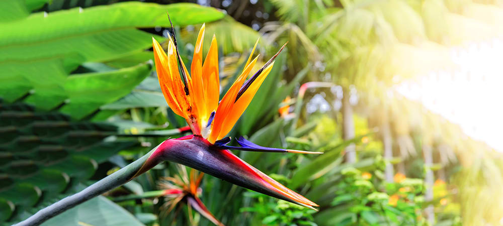 Bird of Paradise