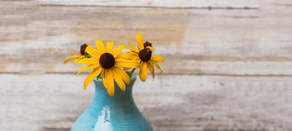 Black Eyed Susan