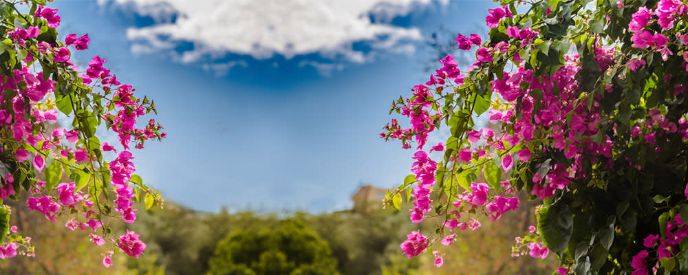 Bougainvillea