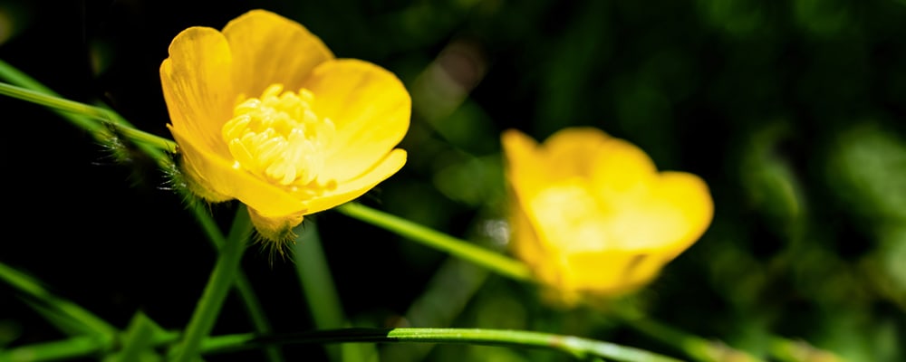 Buttercup Flower