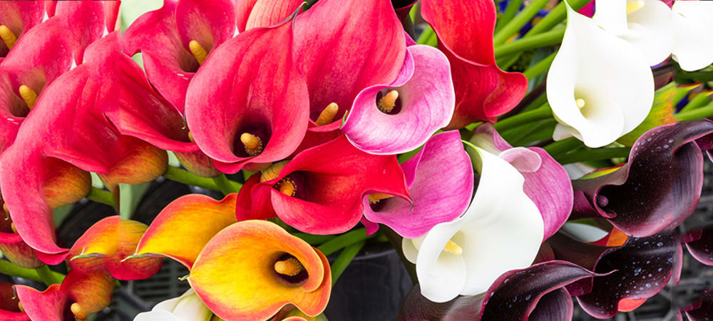 Calla Lily