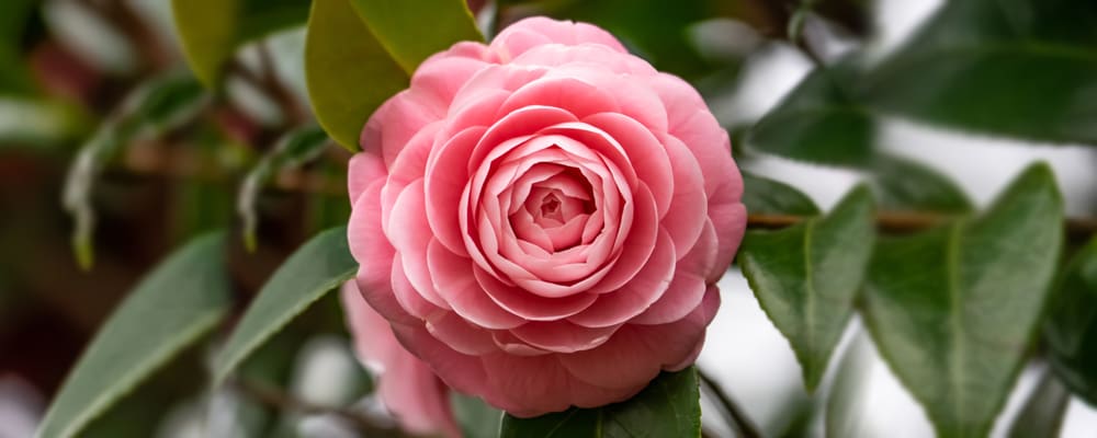 Camelia