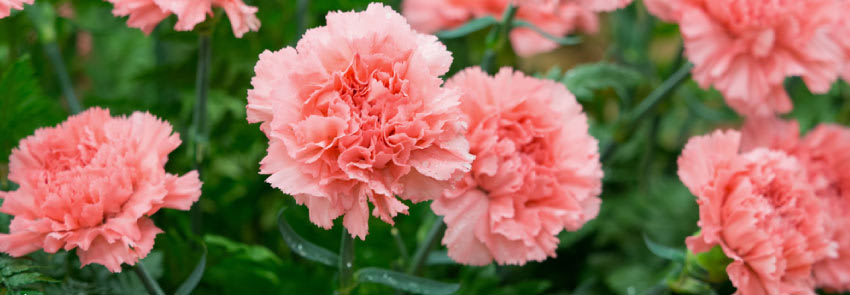 Pink Carnation