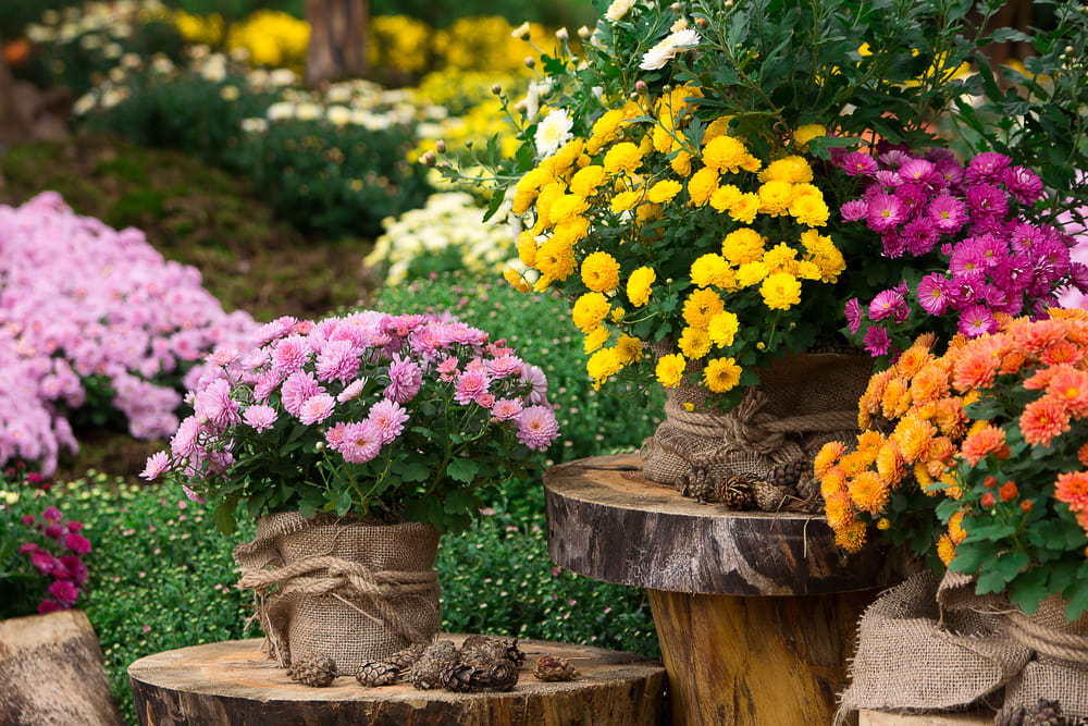 Chrysanthemum
