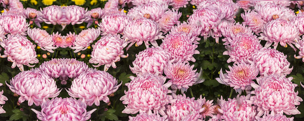 Chrysanthemums