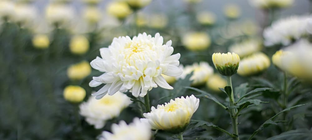 Chrysanthemum