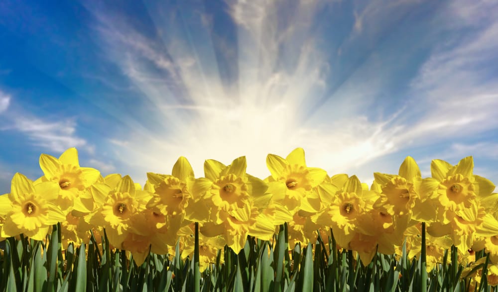 March Birth Flower, Daffodils