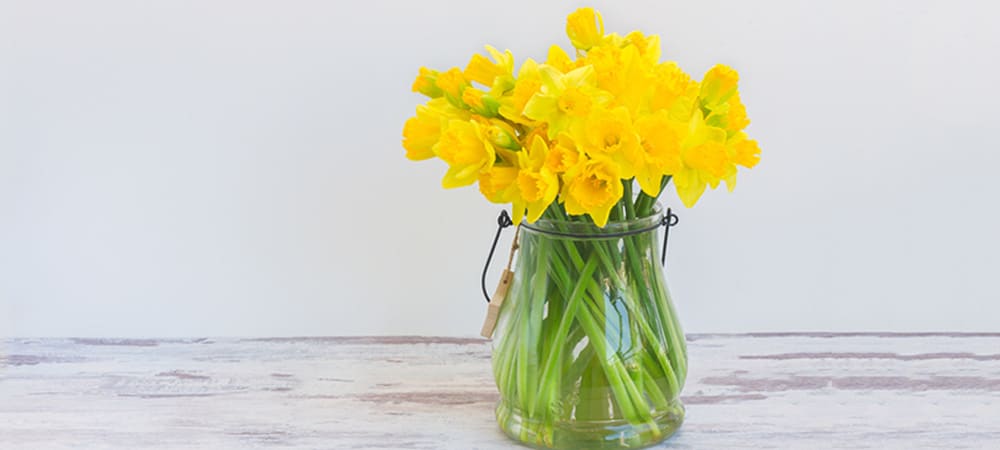 Daffodils