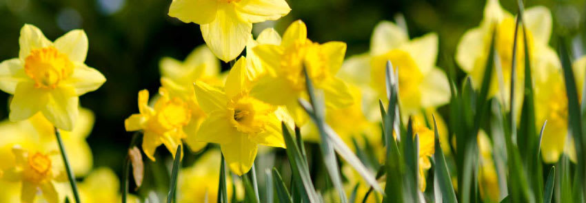 Daffodils