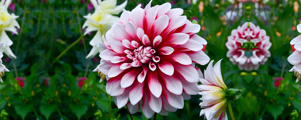 Dahlia