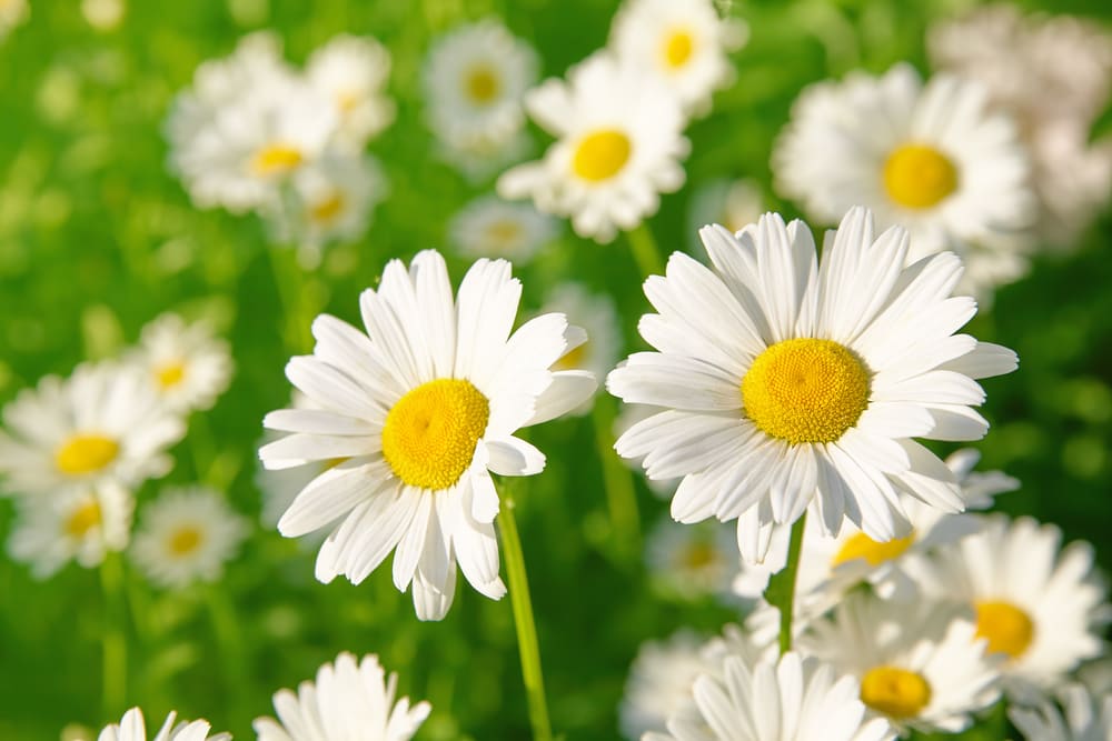 April Birth Flower, Daisies